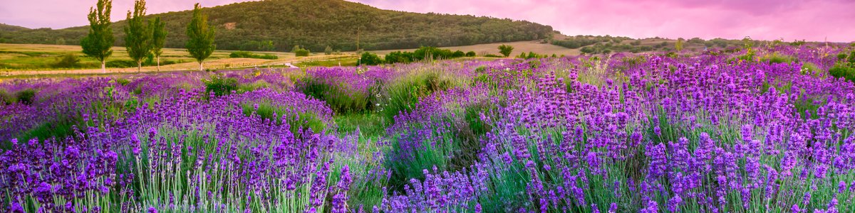 Top Vakantiehuizen | Bed and Breakfast