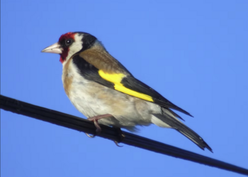 Meilleures maisons de vacances | Lit et petit déjeuné