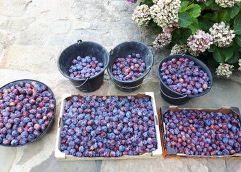 Meilleures maisons de vacances | Lit et petit déjeuné