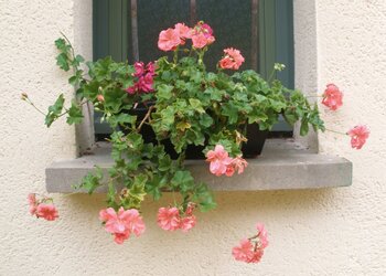 Meilleures maisons de vacances | Lit et petit déjeuné