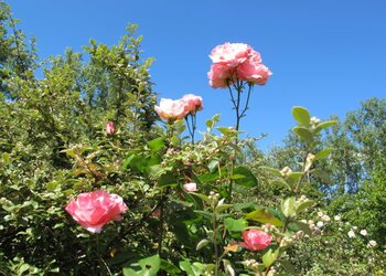 Top Vakantiehuizen | Bed and Breakfast