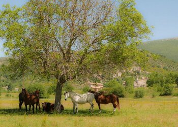 Top Vakantiehuizen | Bed and Breakfast