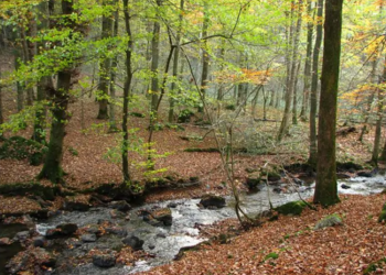 Top Vakantiehuizen | Bed and Breakfast