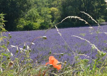 Top Vakantiehuizen | Bed and Breakfast