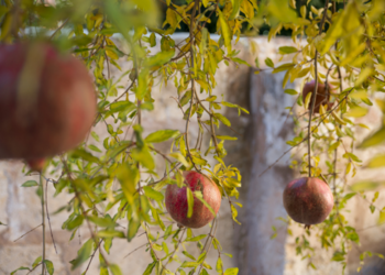 Top Vakantiehuizen | Bed and Breakfast