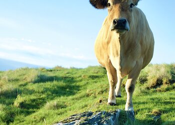 Top Vakantiehuizen | Bed and Breakfast