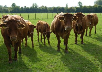 Top Vakantiehuizen | Bed and Breakfast