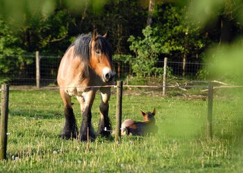 Top Vakantiehuizen | Bed and Breakfast