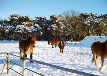 Top Vakantiehuizen | Bed and Breakfast