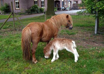 Top Vakantiehuizen | Bed and Breakfast