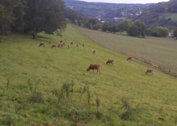 Top Vakantiehuizen | Bed and Breakfast