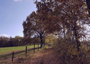 Top Vakantiehuizen | Bed and Breakfast