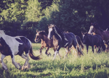 Top Vakantiehuizen | Bed and Breakfast
