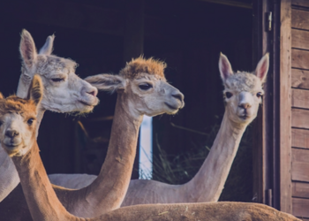 Top Vakantiehuizen | Bed and Breakfast