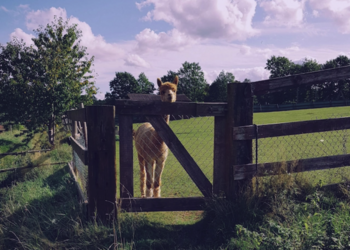 Top Vakantiehuizen | Bed and Breakfast