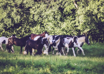 Top Vakantiehuizen | Bed and Breakfast