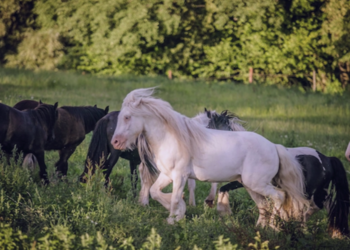 Top Vakantiehuizen | Bed and Breakfast