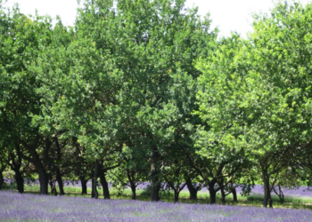 Top Vakantiehuizen | Bed and Breakfast