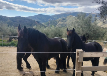 Top Vakantiehuizen | Bed and Breakfast