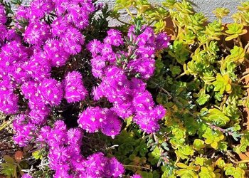Top Vakantiehuizen | Bed and Breakfast