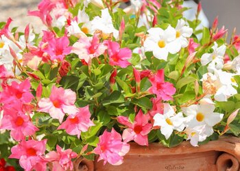 Top Vakantiehuizen | Bed and Breakfast