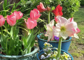 Top Vakantiehuizen | Bed and Breakfast