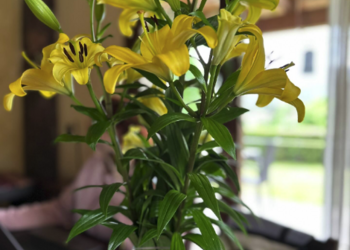 Top Vakantiehuizen | Bed and Breakfast