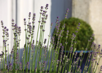 Top Vakantiehuizen | Bed and Breakfast