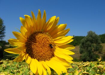 Top Vakantiehuizen | Bed and Breakfast