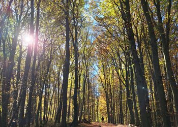 Top Vakantiehuizen | Bed and Breakfast