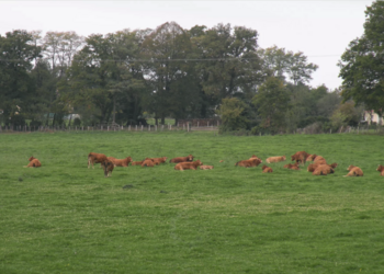 Top Vakantiehuizen | Bed and Breakfast