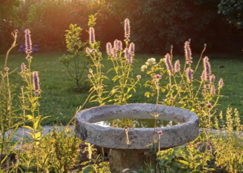 Top Vakantiehuizen | Bed and Breakfast