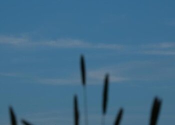Top Vakantiehuizen | Bed and Breakfast