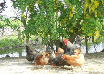 Top Vakantiehuizen | Bed and Breakfast