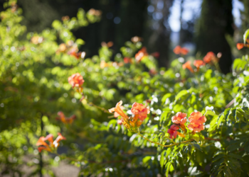 Top Vakantiehuizen | Bed and Breakfast