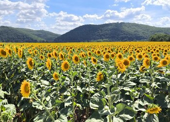 Top Vakantiehuizen | Bed and Breakfast