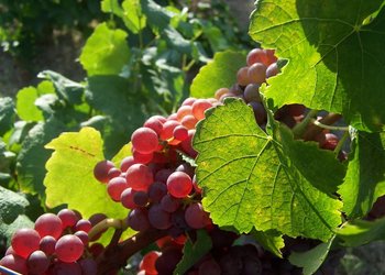 Top Vakantiehuizen | Bed and Breakfast
