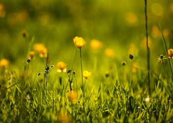 Top Vakantiehuizen | Bed and Breakfast