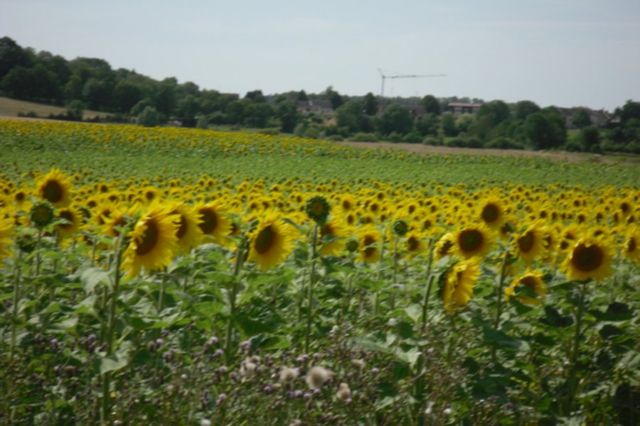 Top Vakantiehuizen | Bed and Breakfast